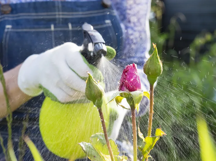 preparare insetticida bio