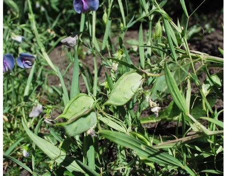 Pianta cicerchia baccelli