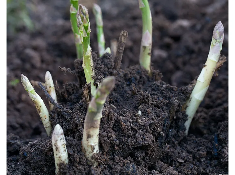 coltivare asparagi