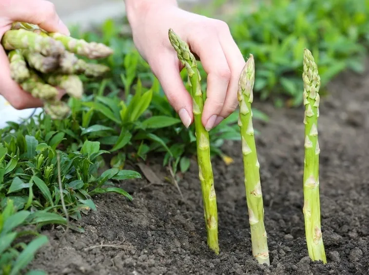 Asparagi raccolta