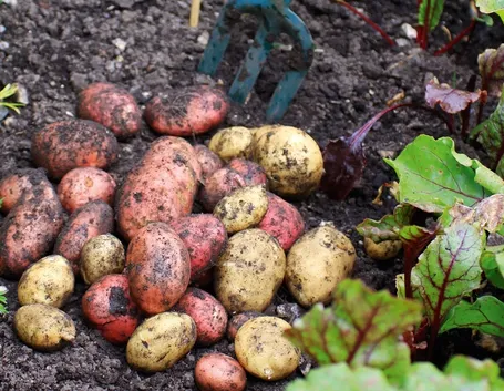Raccolta delle patate