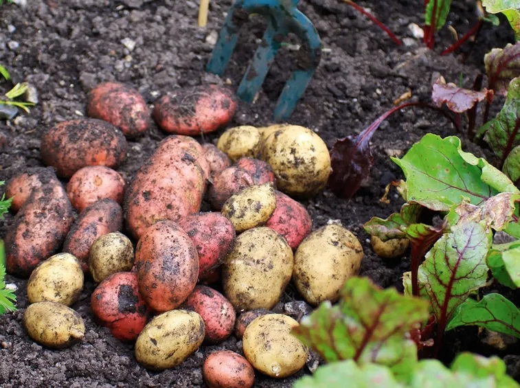 Raccolta delle patate