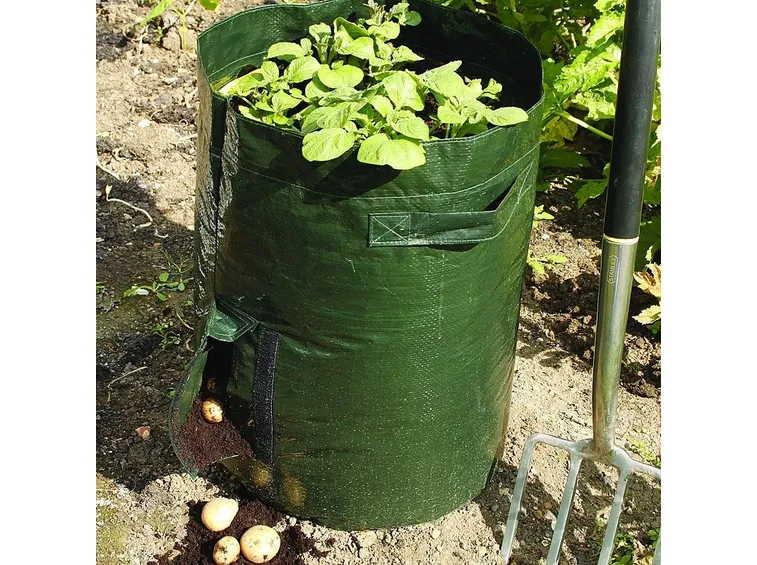 Patate coltivate in sacco