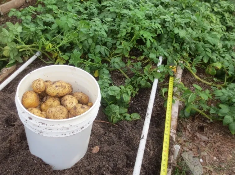 Raccolta delle patate