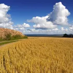 Campo grano