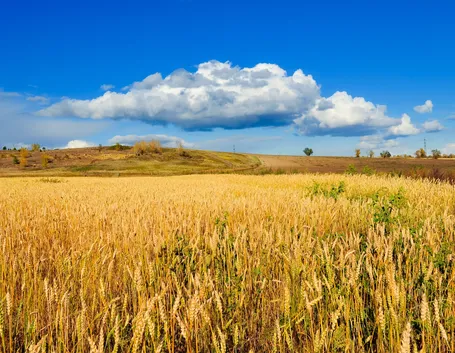 campo di grano