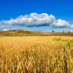 campo di grano