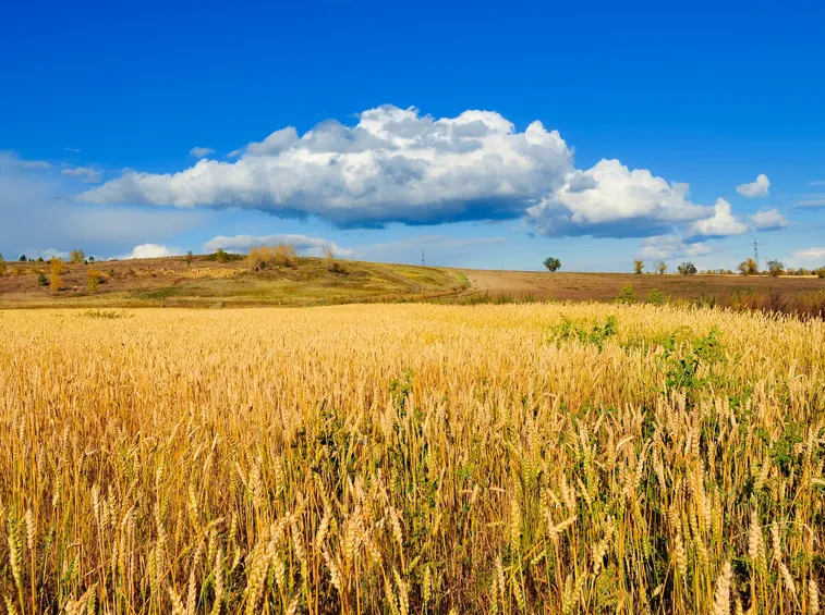 campo di grano