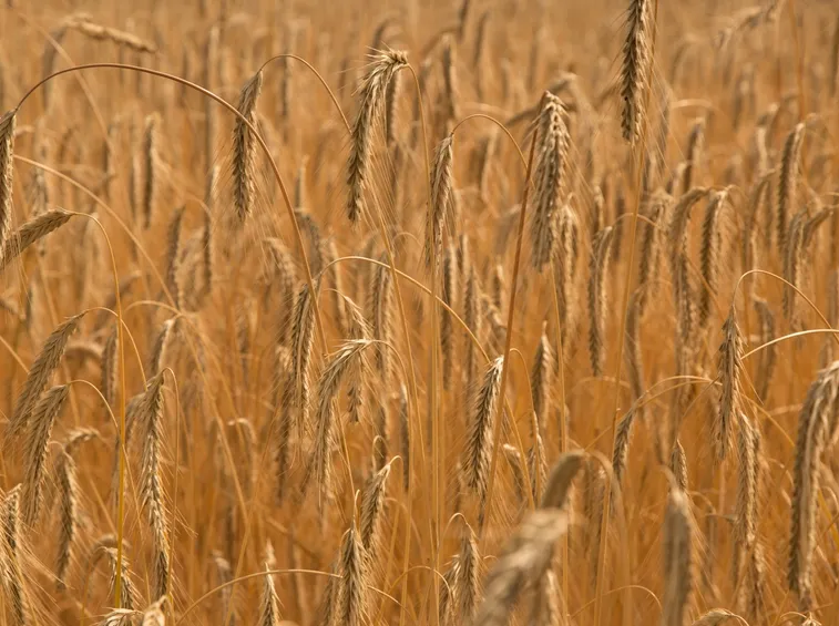spighe di grano