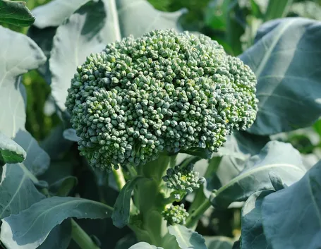 Broccoli