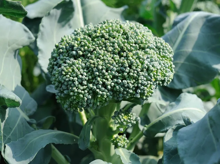 Broccoli
