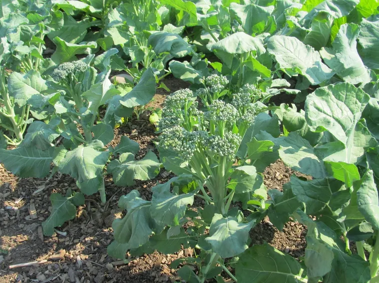Broccoli