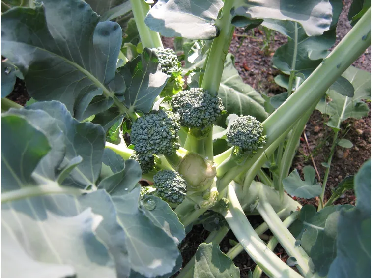 broccoli