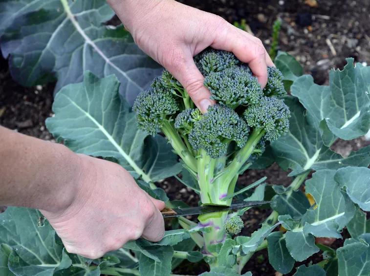 raccolta broccoli