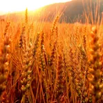 Campo spighe grano