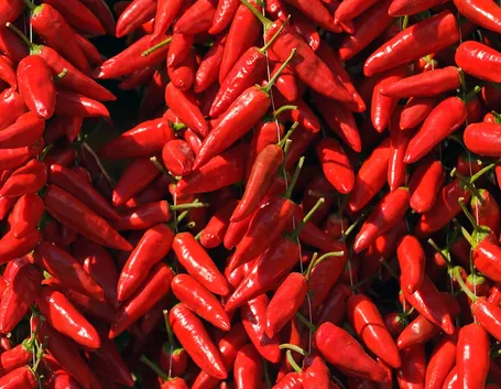 peperoncino calabrese