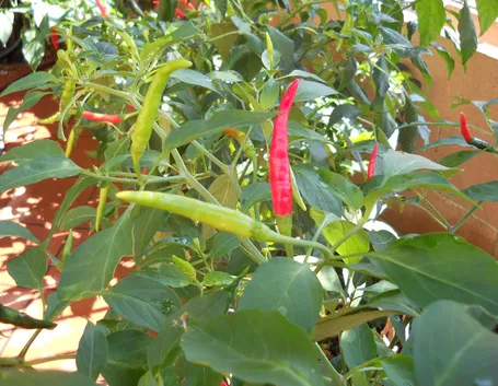 peperoncino thai dragon