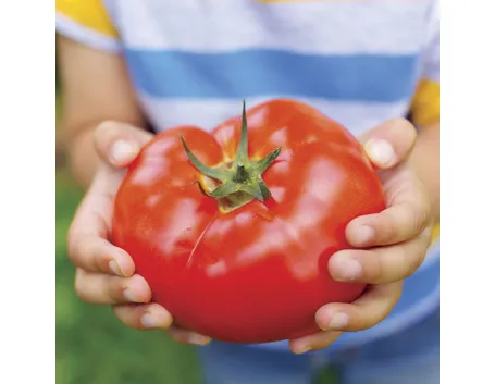 pomodoro chilo