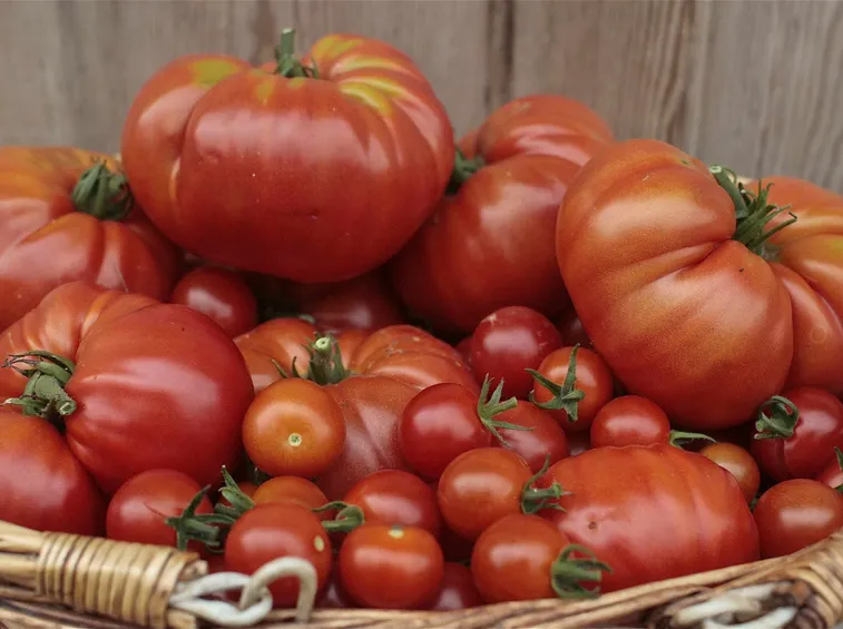 pomodoro chilo