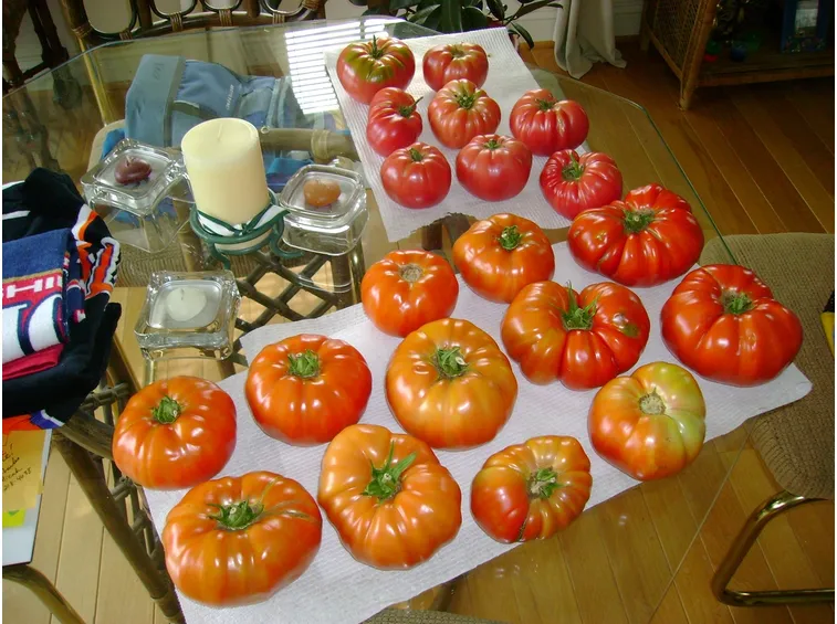 pomodoro chilo