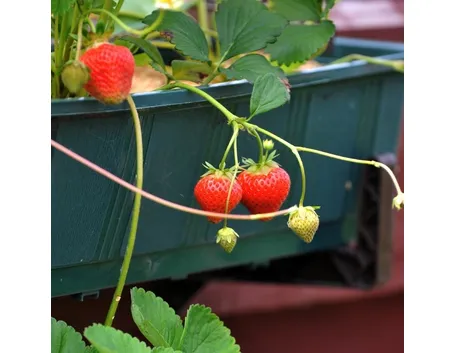 Coltivazione fragole