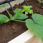 zucchine in vaso