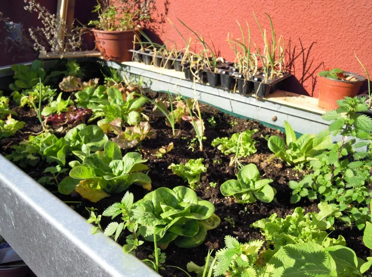 orto sul balcone