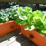 orto sul terrazzo