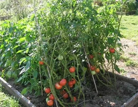 Coltivazione pomodoro