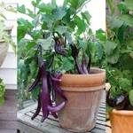 Come coltivare le melanzane in vaso sul balcone