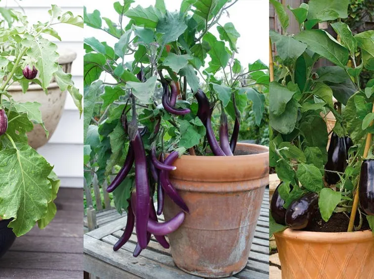 Come coltivare le melanzane in vaso sul balcone