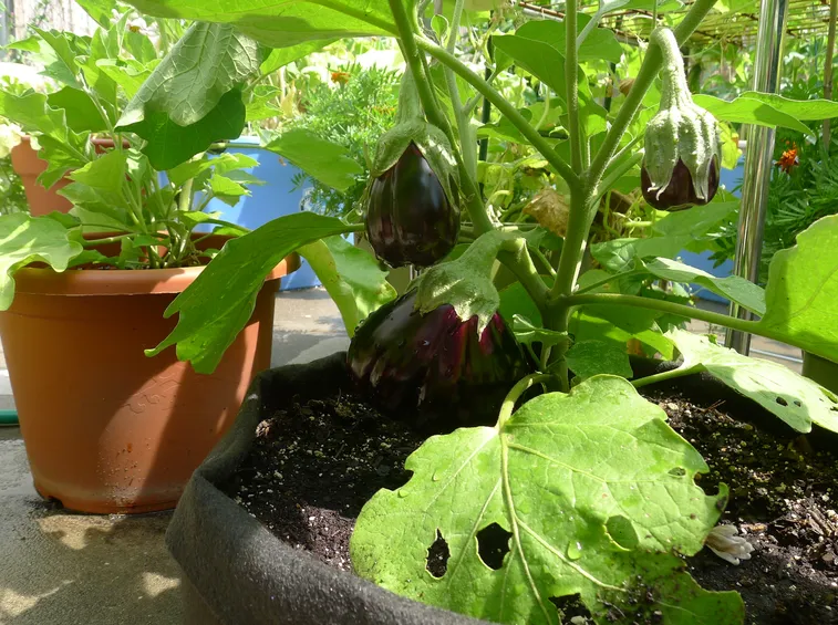 melanzane nel balcone