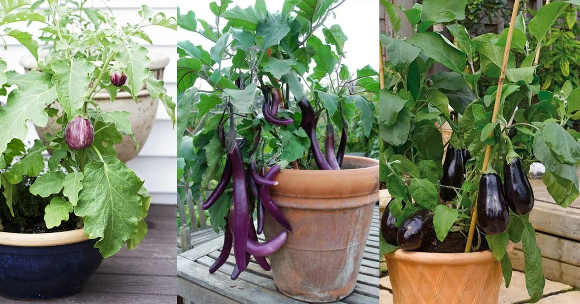 Come coltivare le melanzane in vaso sul balcone