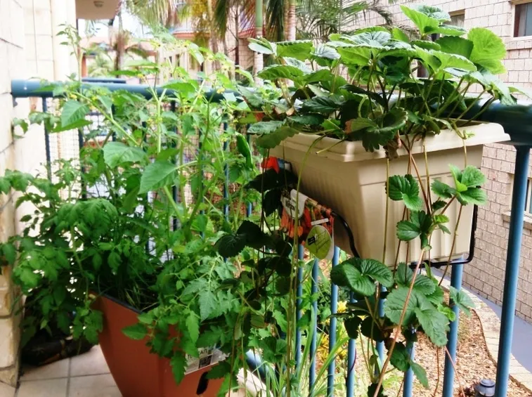 coltivazione su balcone