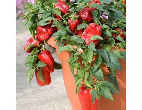 peperoni in vaso