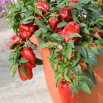 peperoni in vaso