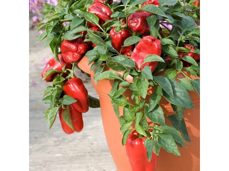 peperoni in vaso