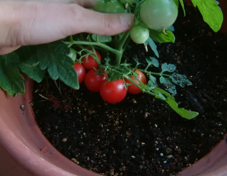 pomodori sul balcone