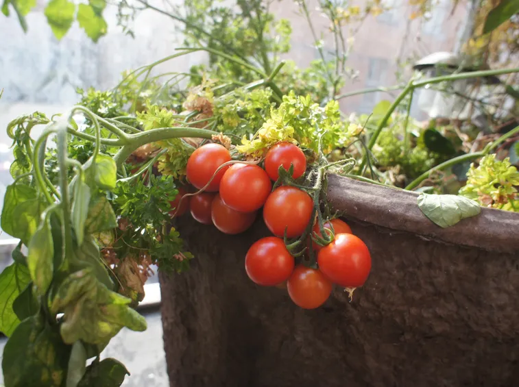 pomodori sul balcone
