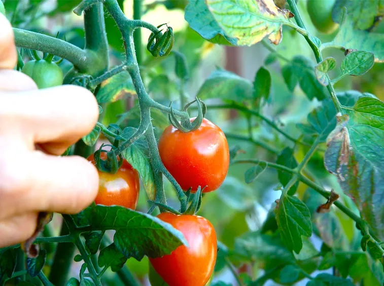 pomodori ciliegini