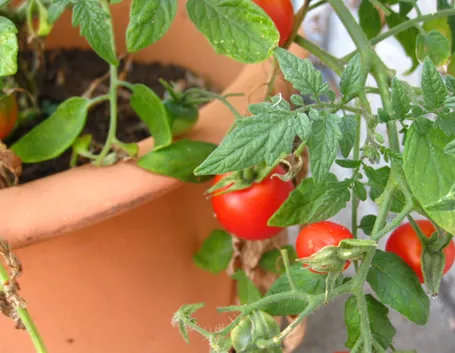 Pomodori sul terrazzo