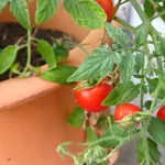 Pomodori sul terrazzo