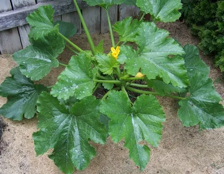 zucchine coltivazione