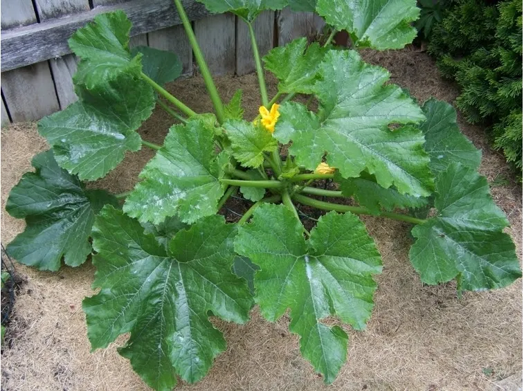 zucchine coltivazione