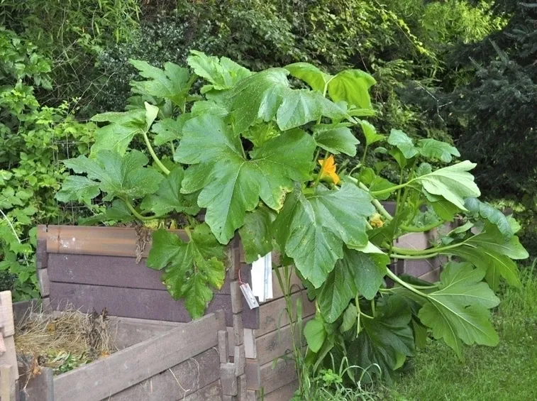 coltivare zucchine