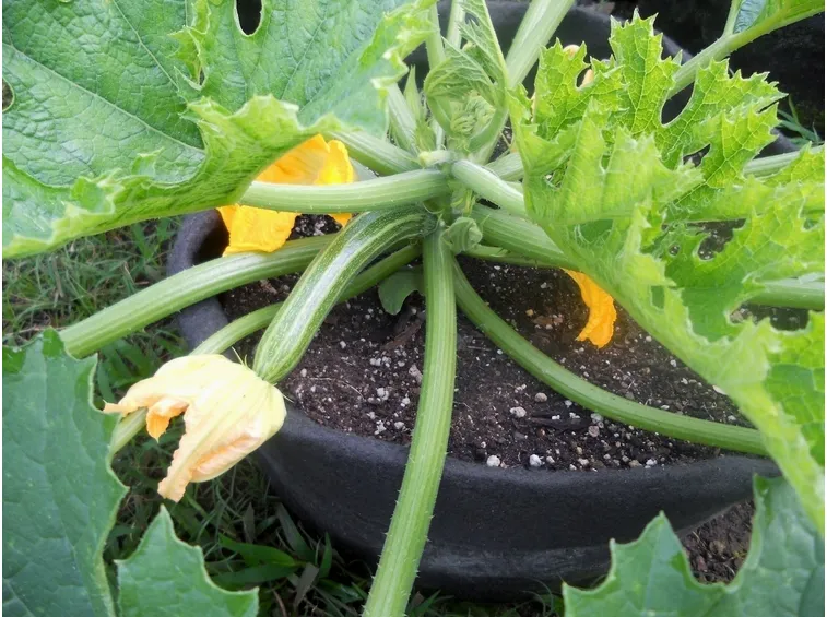 zucchine sul balcone