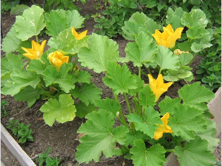 zucchine sul balcone
