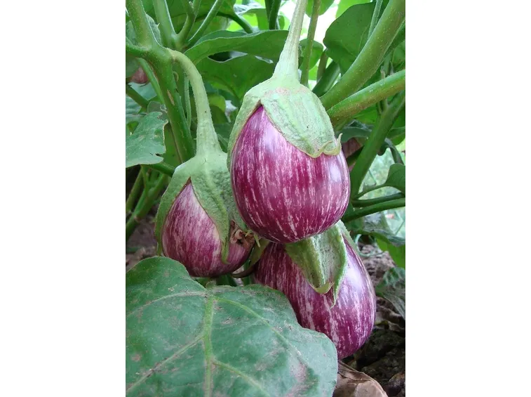 pianta della melanzana rosa