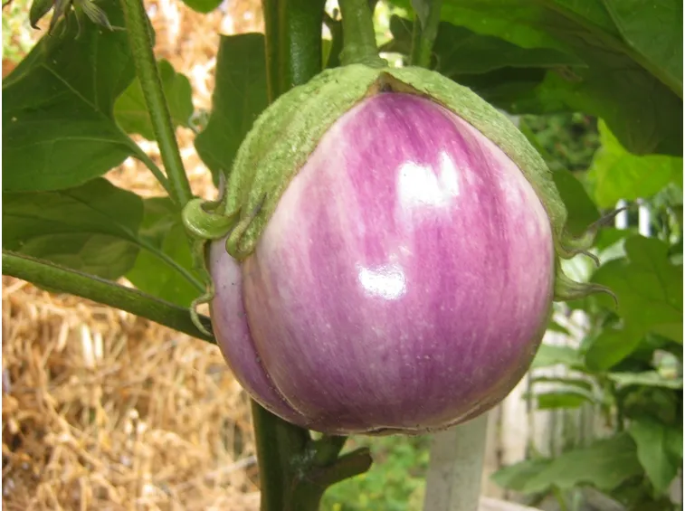 melanzana rosa