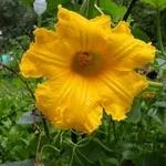Fiore di zucca